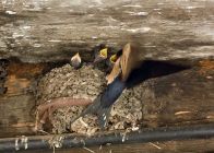 13876256_1127985377248969_205007777219622027_n